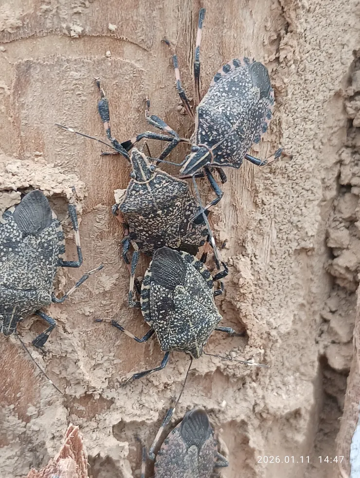 黃斑（線條）黑（體黑）蝽；體型比一般蝽蟓大