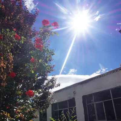 黑犬 黑犬 の 視界 