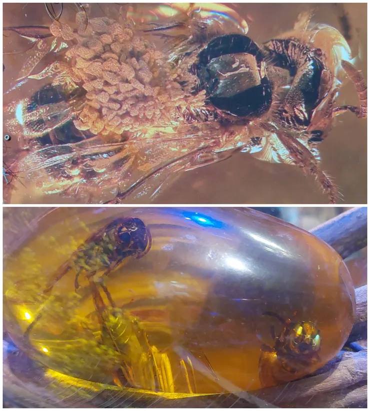 封存在琥珀中的蜜蜂  國外專家藉由1隻封存於琥珀中的蜜蜂背上的蘭花花粉塊，發現蘭花祖先可能早已生活在6500萬年前白堊紀的恐龍時期。