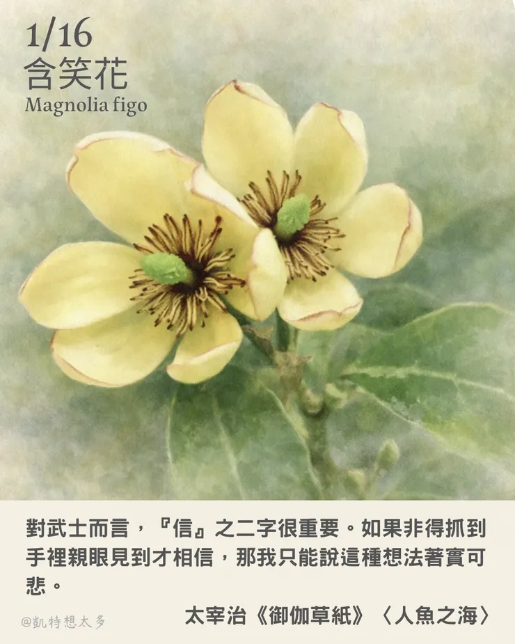 《一日一花・一句》｜1 月 16 日｜含笑花 × 太宰治《御伽草紙》〈人魚之海〉