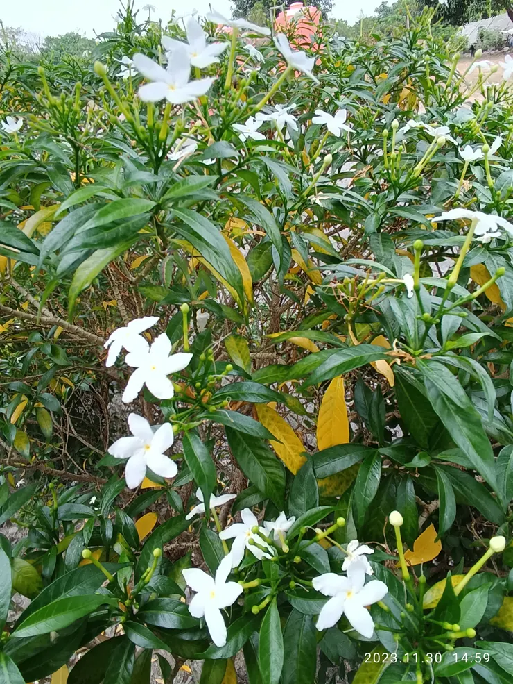 因88風災隱身於平地長治繁華村的霧台國小分校，看著滿鬍長鬚老者教唱，心湧楚酸，均自拍，南洋馬蹄，也叫山馬茶