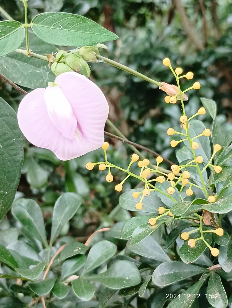 山珠豆纏樹蘭想是貪香