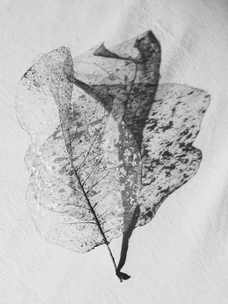 Robbie Lawrence《A Voice Above the Linn》