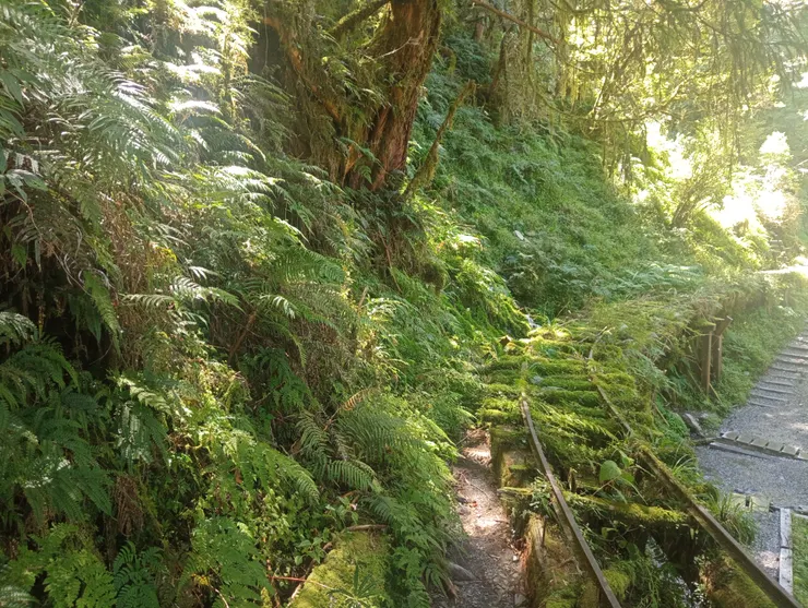舊時運送木材森林鐵路鐵軌