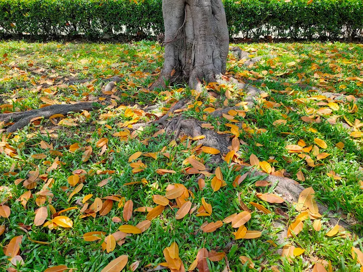 身心狀態如同大自然,也有其韻律時節、有其自然脈動。 拍攝/心晴