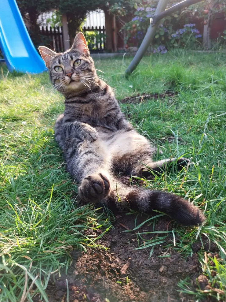 太失態了！我的肚子露了出來！莫非是在我舔毛的時候…？下次一定要多留意…