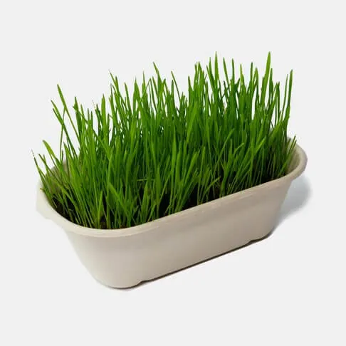 旺農場貓草