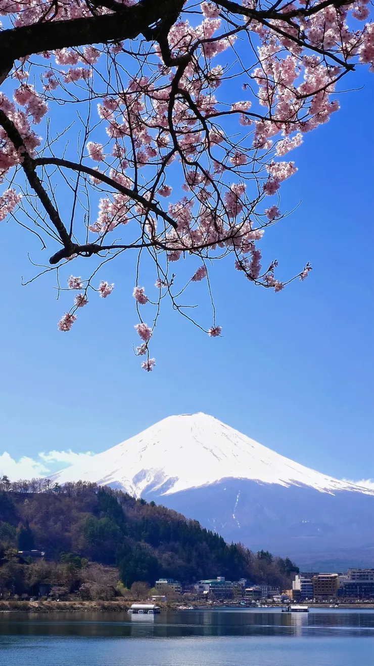 河口湖櫻花。(攝影/陳宜彣)