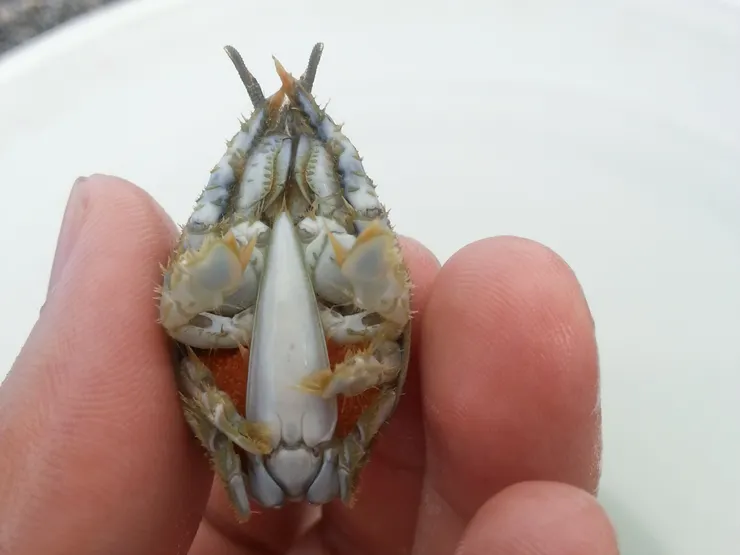 蟬蟹（浪花蟹）的腹部近照（橘色部分為卵粒）