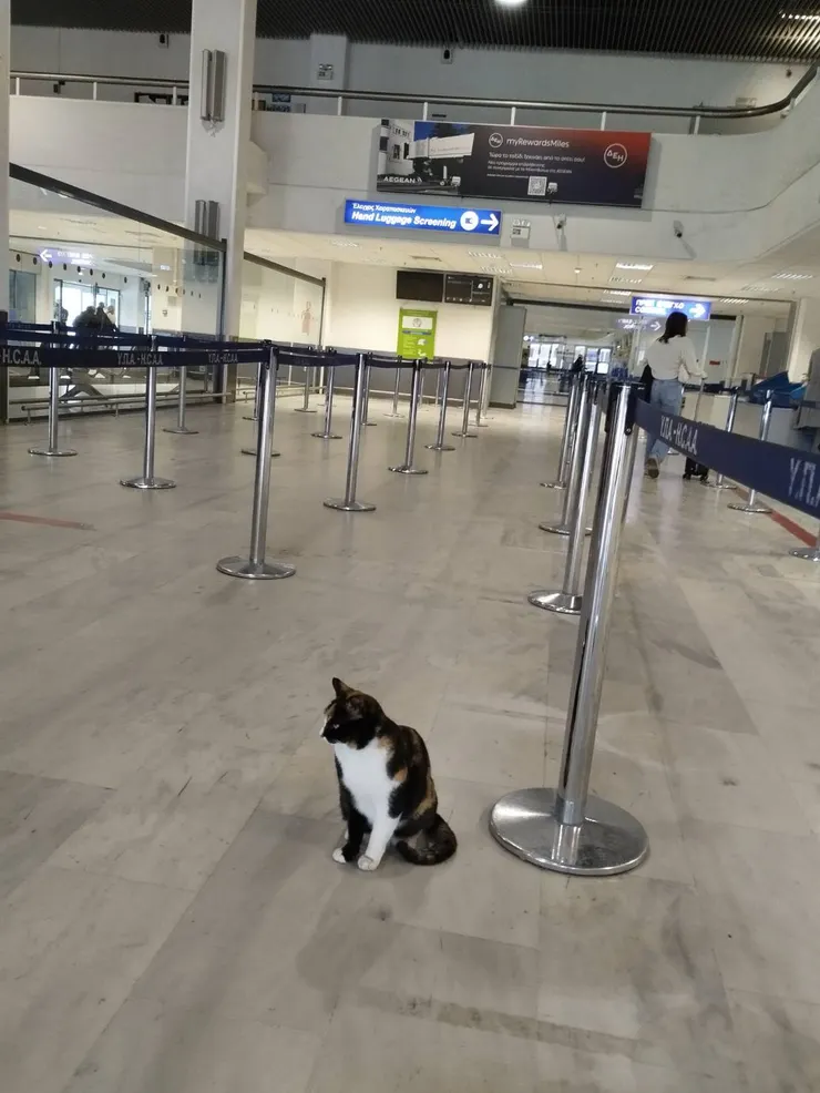 在機場巧遇的貓~