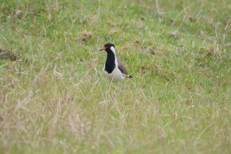 斯里蘭卡常見鳥Red-wattled Lapwing