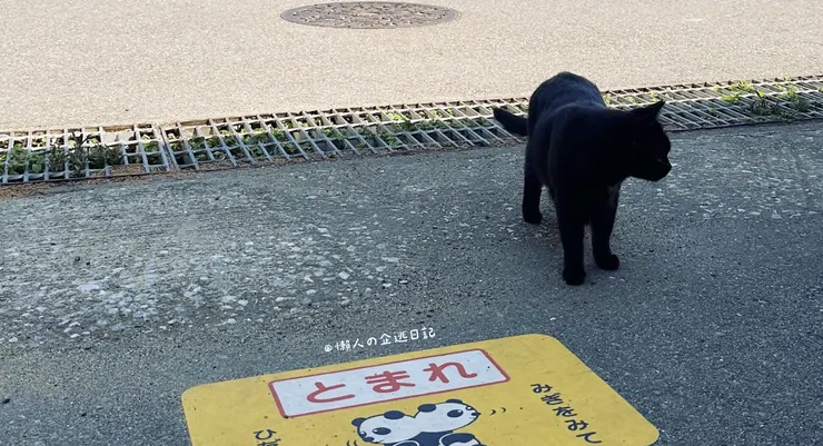 我在貓島交到的第一個貓朋友！