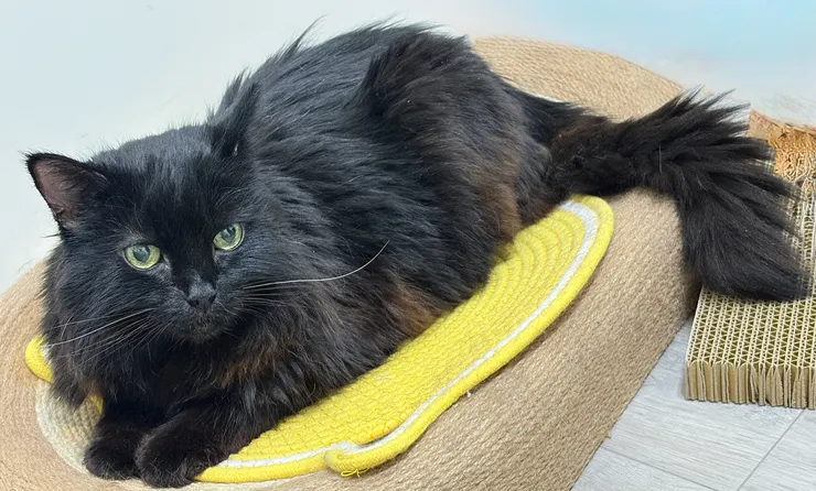 黑黑：公貓，滿15歲，有胰臟腫瘤、糖尿病、其他部位不明結節、腎病二期進入三期中、腎上腺異常、心臟肥厚以及二尖瓣膜逆流、膀胱腫大等各種問題。