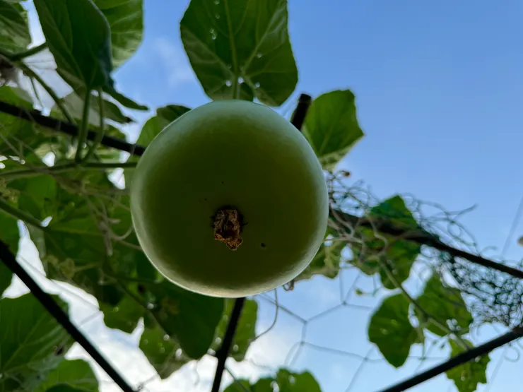 屁股下方往上照，可以看到原本的花苞。