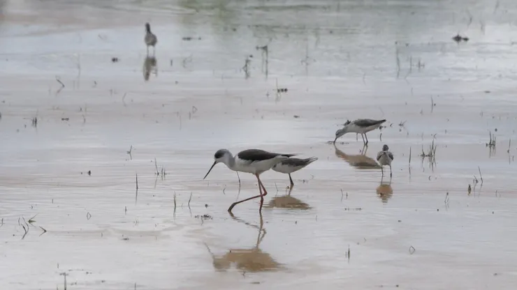 黑翅長腳鷸 Black winged stilt