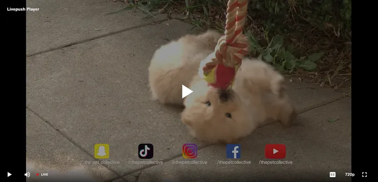 The Pet Collective (寵物萌影片大全)----點這裡前往線上收看