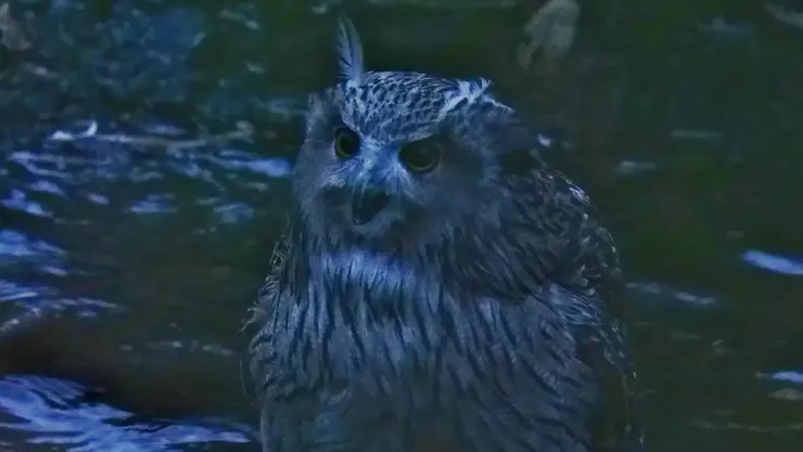 喝水的樣子好可愛