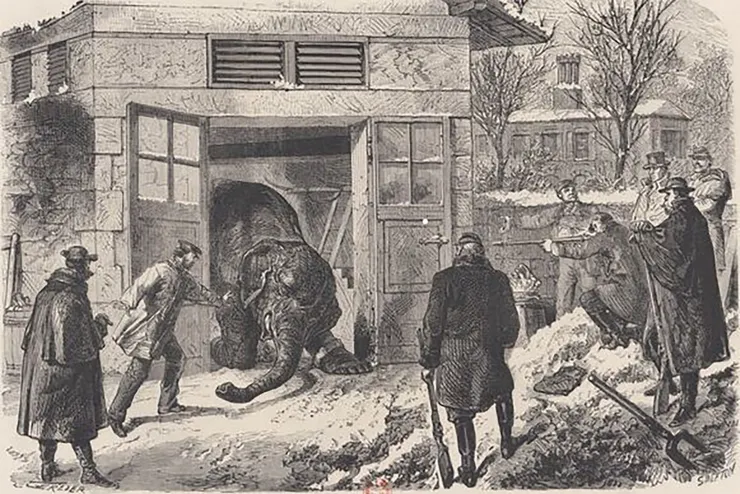1871 年「動物馴養園」中一頭大象被屠殺的場景。
