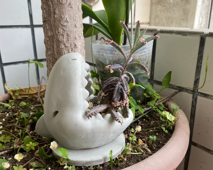 拍攝於2022年4月27日，台北 住家