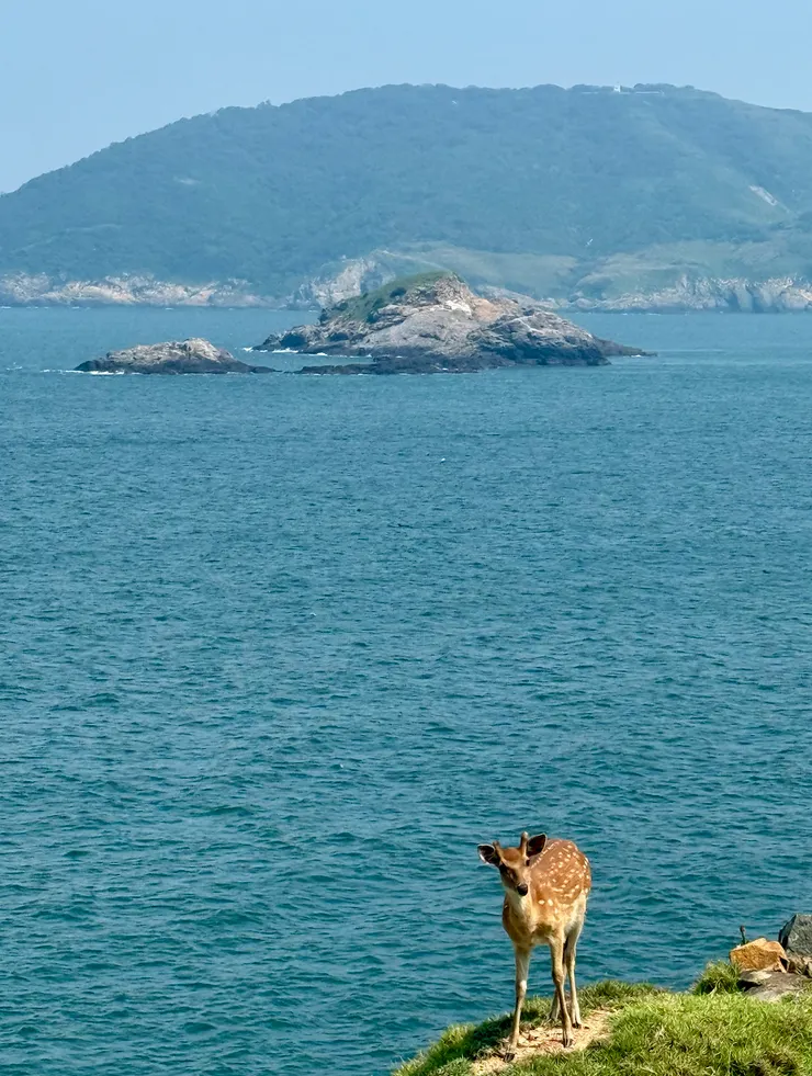靈活的梅花鹿們即使在斜坡上吃草，也是輕鬆不費力