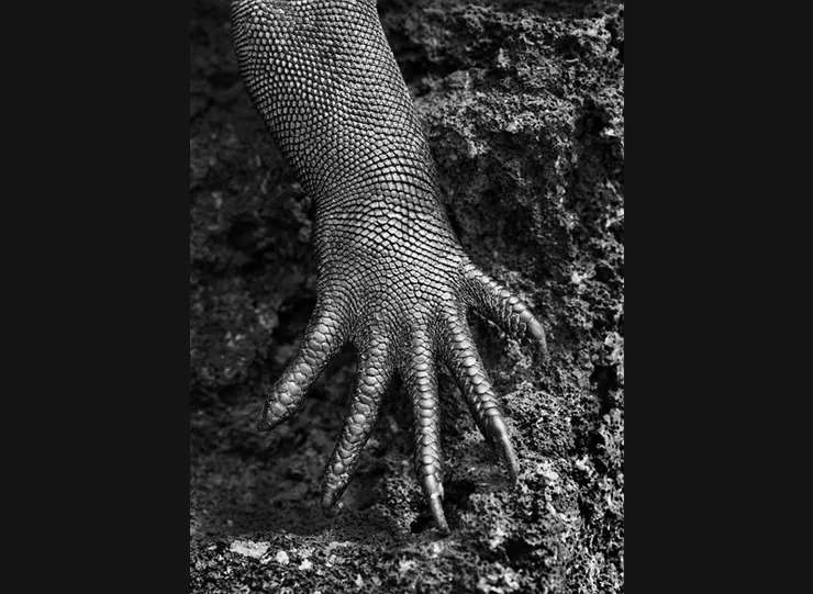 Sebastião Salgado《Genesis》