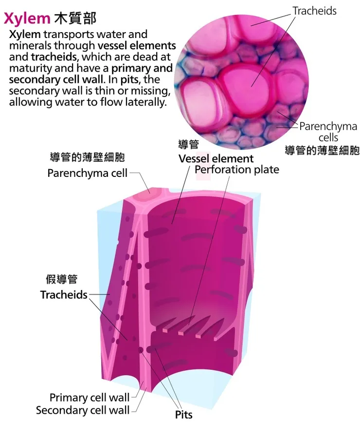 導管薄壁細胞。By Kelvinsong - Own work, CC BY-SA 3.0