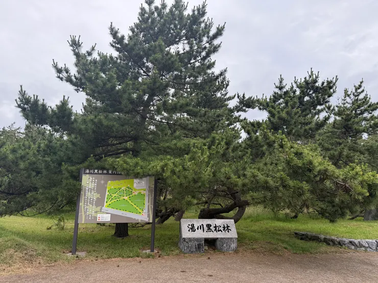 湯之川溫泉的松樹林