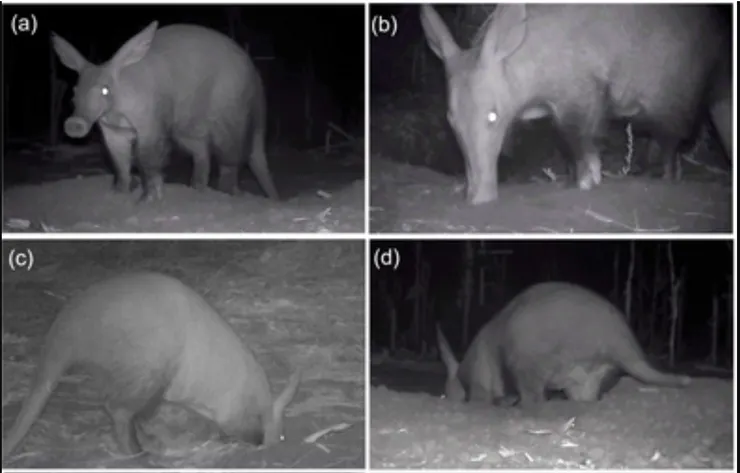 食蟻獸挖「地瓜」。圖片取自期刊