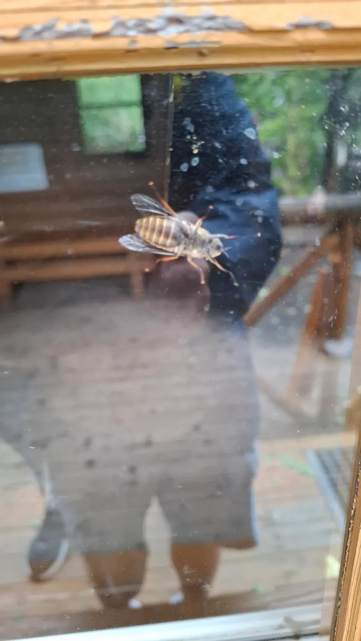 擾人的大蒼蠅...到處都是