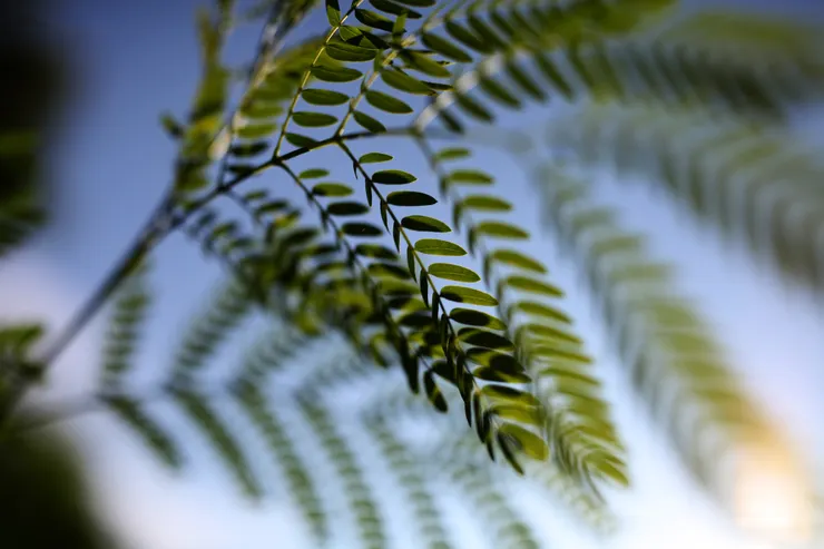 光圈F2.0、快門1/2000、ISO：100 。