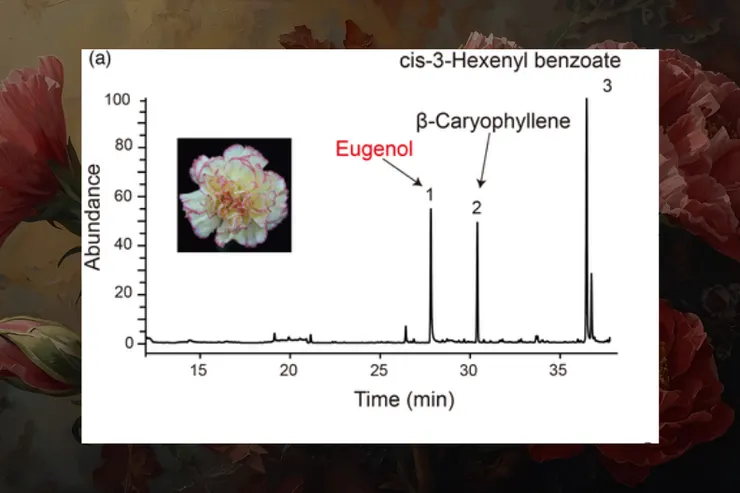 Integrated multi‐omic data and analyses reveal the pathways underlying key ornamental traits in carnation flowers