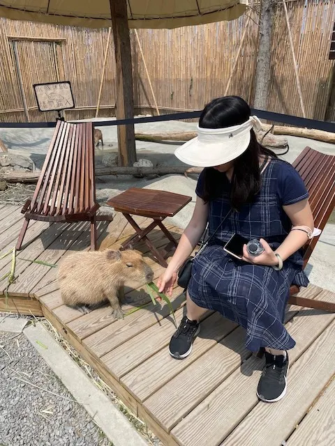 女王在餵水豚吃草