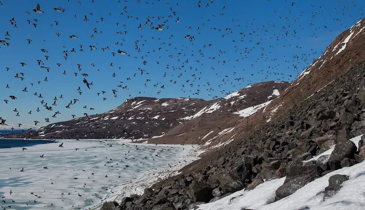 鋪天蓋地的小海雀們