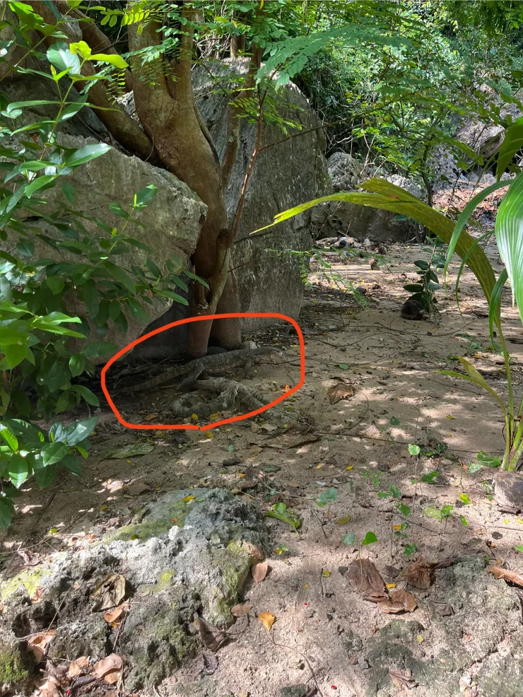 有保護色的黑島巨蜥