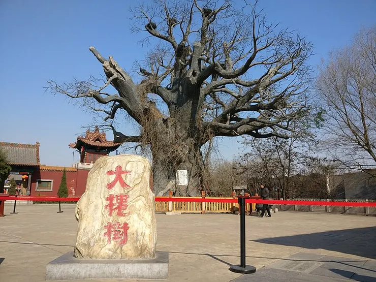 山西洪洞大槐樹，是明代的一處移民基地。 也是一次空前的移民潮