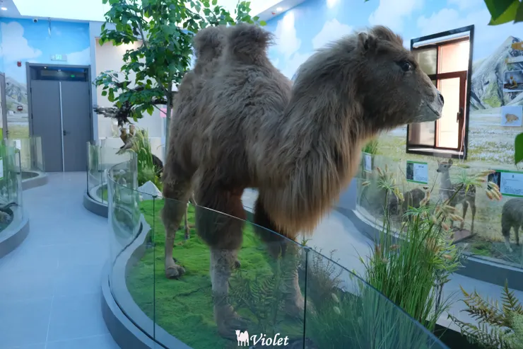 西寧 青海湖 動物標本