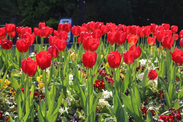 路旁盛開的紅色花朵