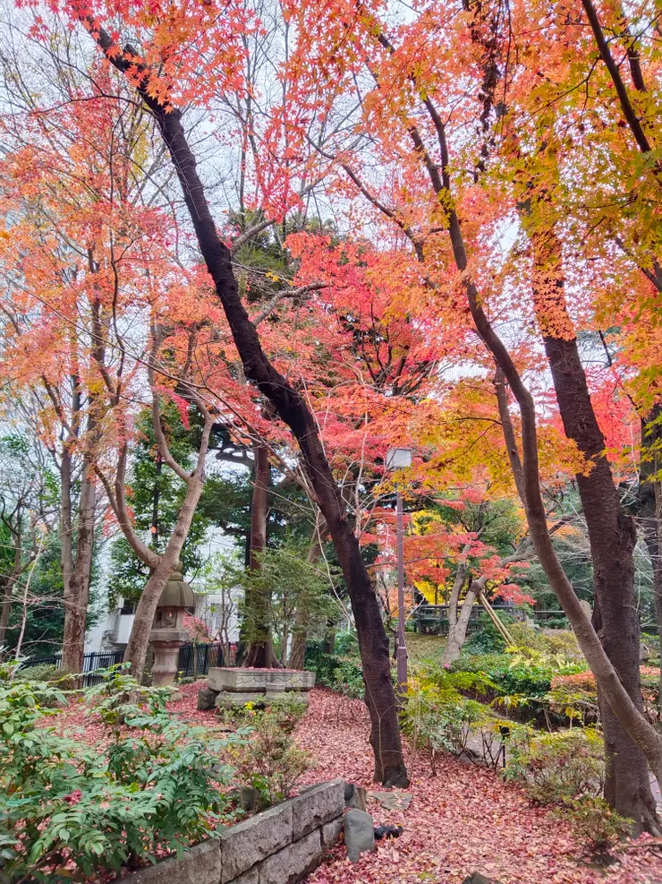 這張楓紅更為明顯