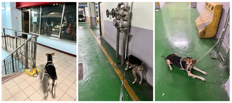 今天綁定的後面兩點,居然主動坐下、趴下了,老天鵝