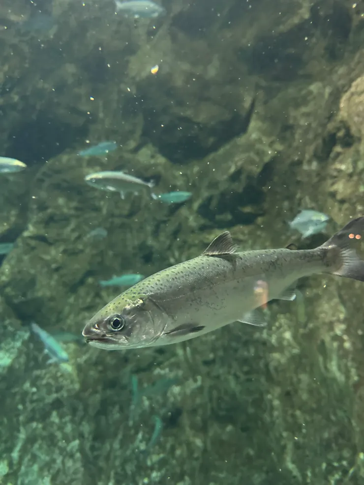 鮭魚、鱒魚傻傻分不清，我只知道都很好吃