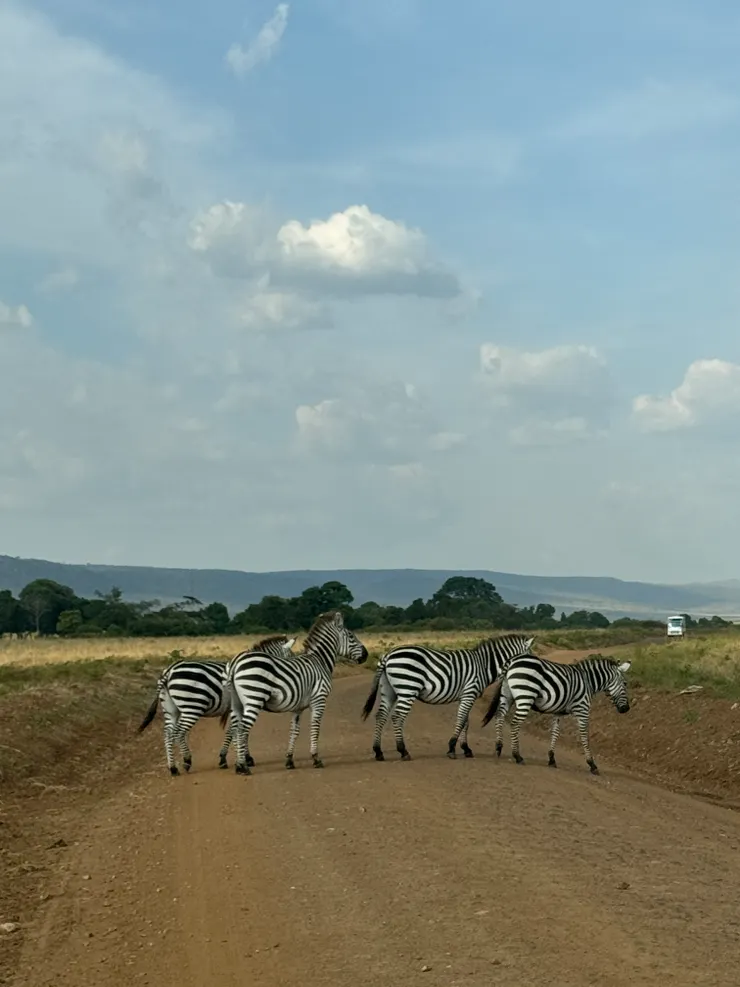 斑馬在馬路上 = 斑馬路