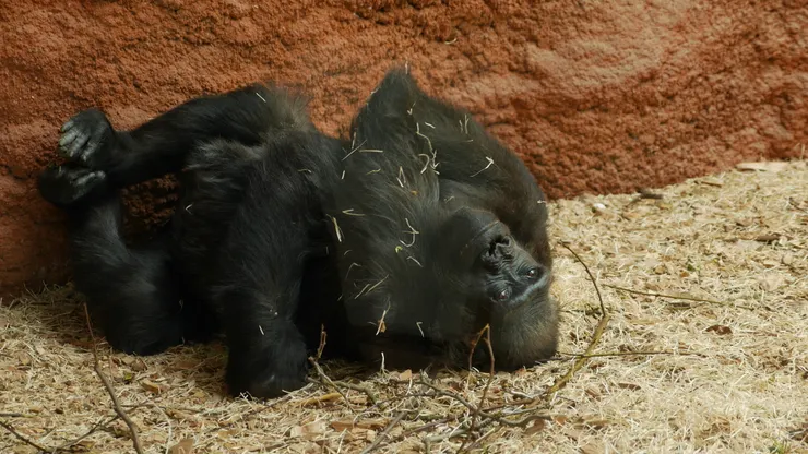 黑猩猩真的看起來很有智慧