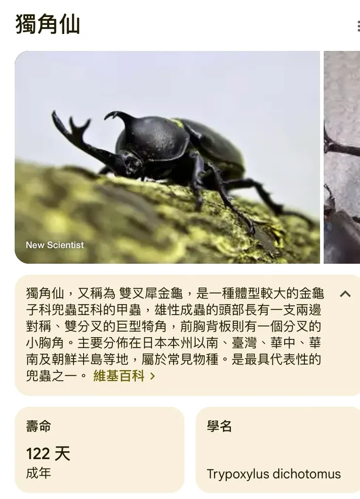 獨角仙-維基百科資訊