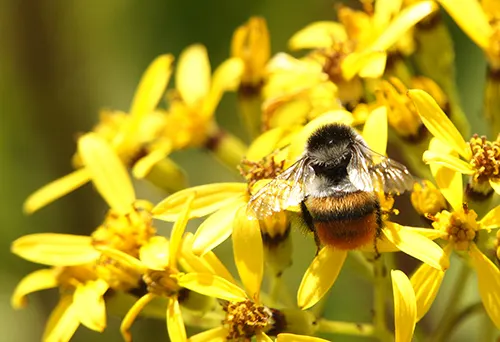 合歡山上嗡嗡嗡忙著採蜜的蜜蜂