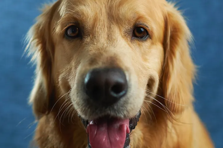 每次看到導盲犬乖乖在主人旁邊的可愛樣子，很想給他摸一摸(但要忍住)