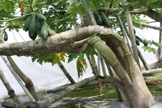 為了增加產量與便於採收，而被台灣農民施予剖頭酷刑的「剖頭木瓜」