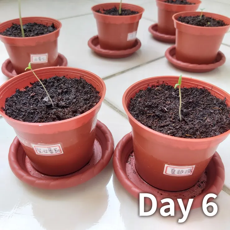 番茄的向光性不是蓋的www