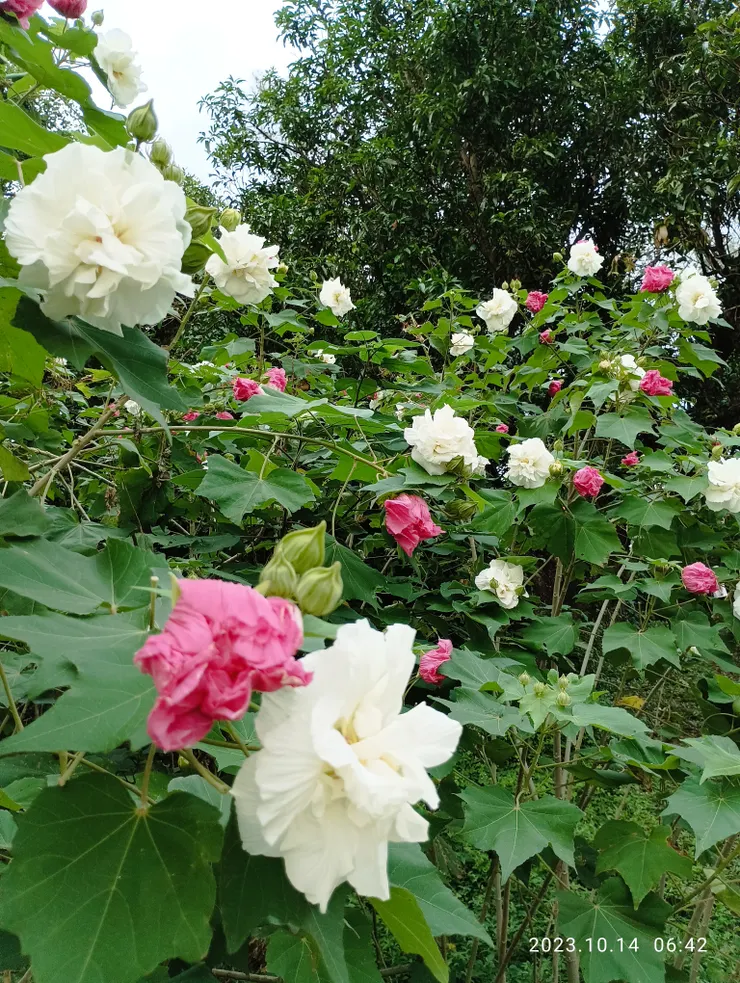 台灣特有種的山芙蓉，與大陸的木芙蓉不同；晨開夕萎花顏呈粉紫，個人極喜極以為戒；今日去再也不回~~~，諸事於世又何嘗不是如此呢！為拍此花，晨二時起驅車往澄清湖拍攝