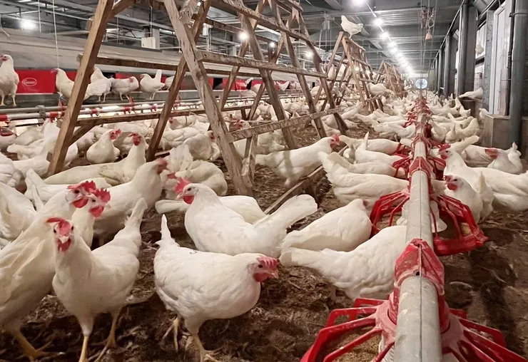 圖說：勤億蛋品科技採取平面飼養雞隻方式，提供800平方公里以上環境，打造友善動物環境，讓雞隻有更充足的活動空間。（資料來源：勤億蛋品科技）