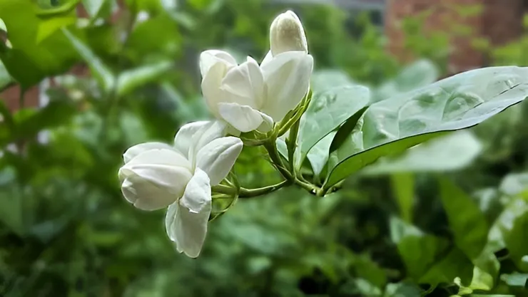 來自海外，有「遠客」之稱的茉莉花，一傳進中國，在文人的推波助瀾下，可謂徹底擄獲了中國人的芳心。